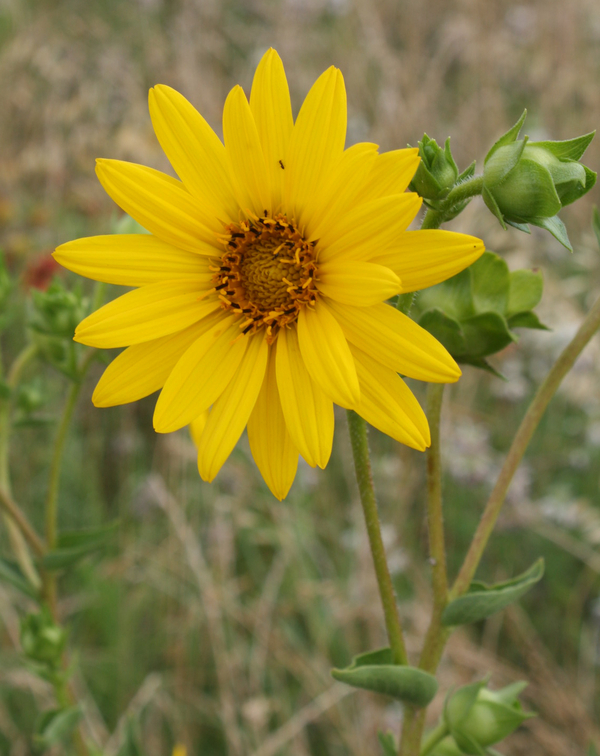 Ashy Sunflower