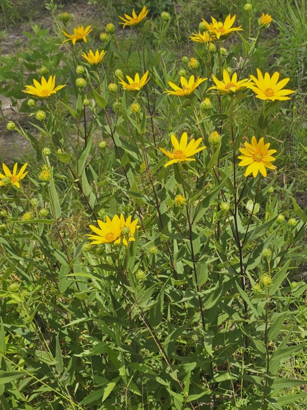 Hairy Sunflower, Rough Sunflower