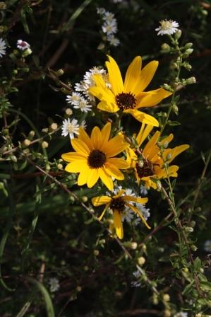 Muck Sunflower, Tall Swamp Sunflower, Tall Narrow-Leaved Swamp Sunflower