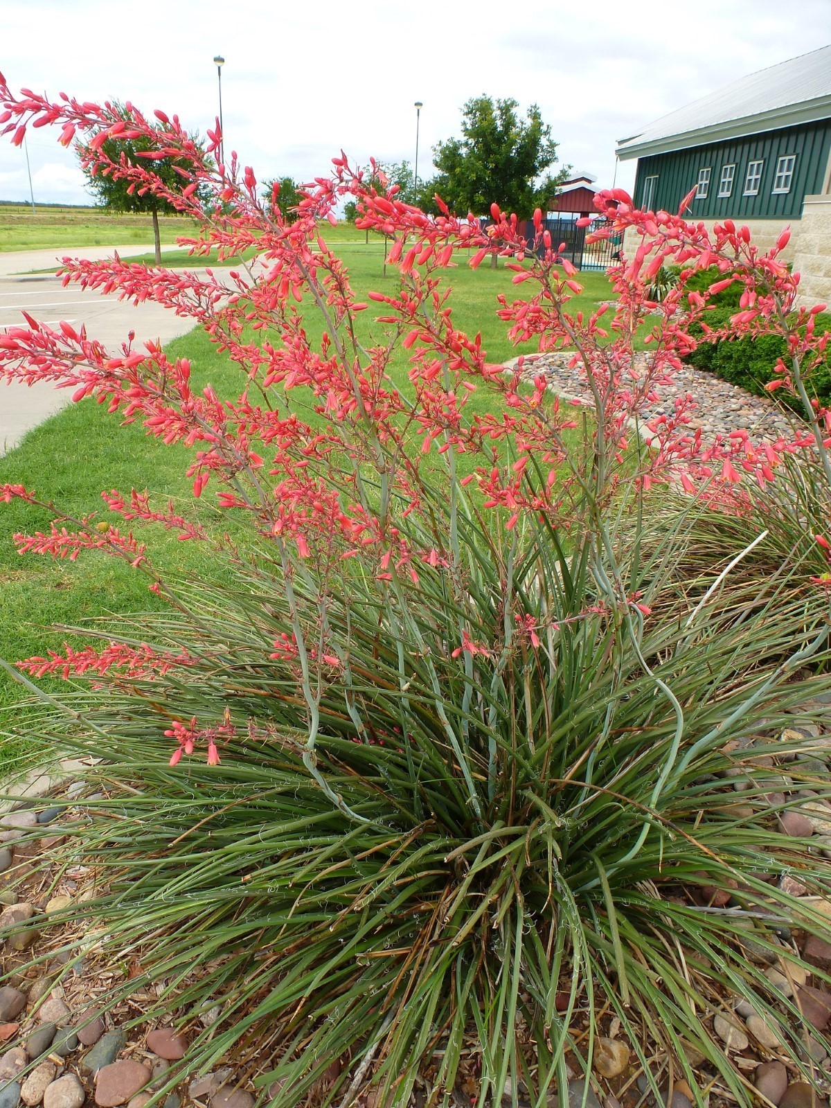 Red Yucca, False Red Yucca, Coral Yucca, Hummingbird Yucca