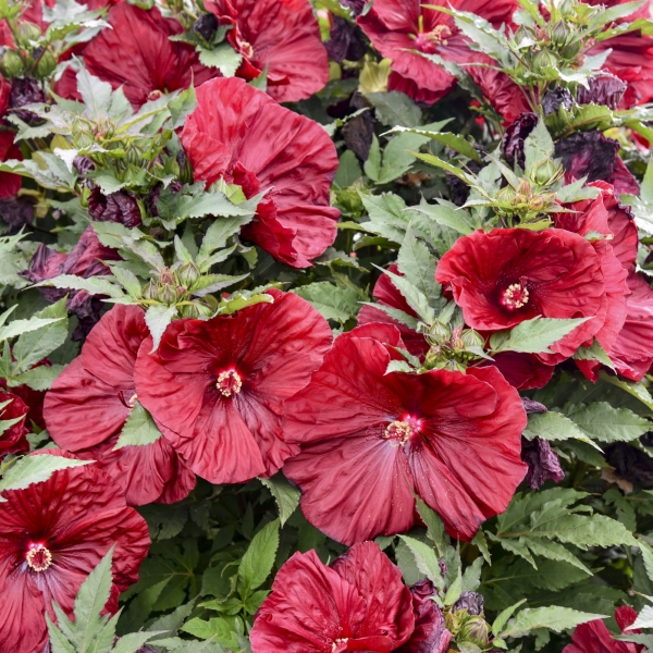 Blackberry Merlot Perennial Hibiscus, Hardy Hibiscus