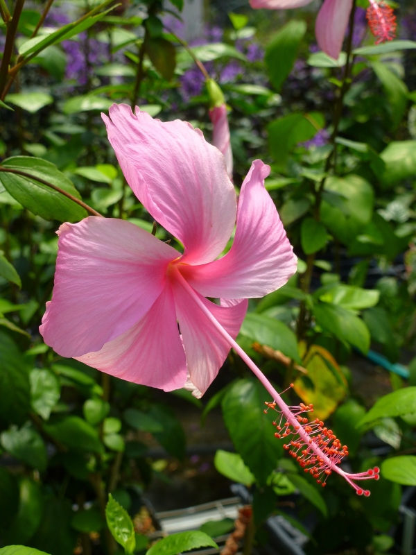 Dainty Pink Hibiscus, La France Hibiscus
