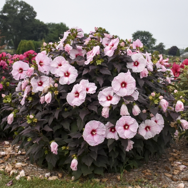 Dark Mystery Perennial Hibiscus, Hardy Hibiscus