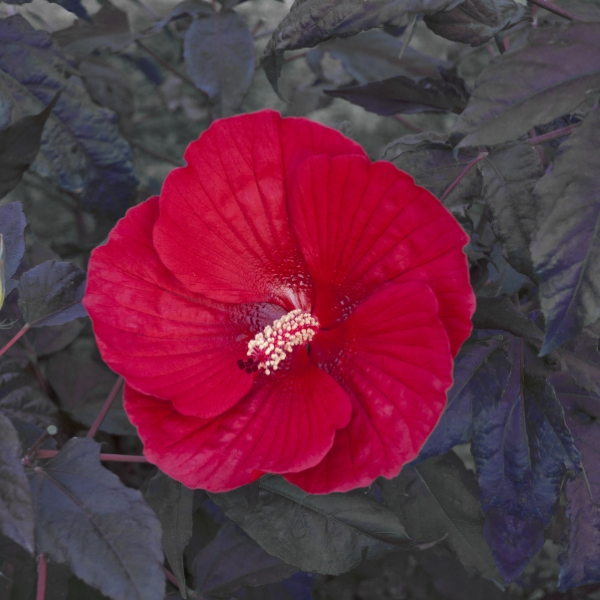 Midnight Marvel Perennial Hibiscus, Hardy Hibiscus