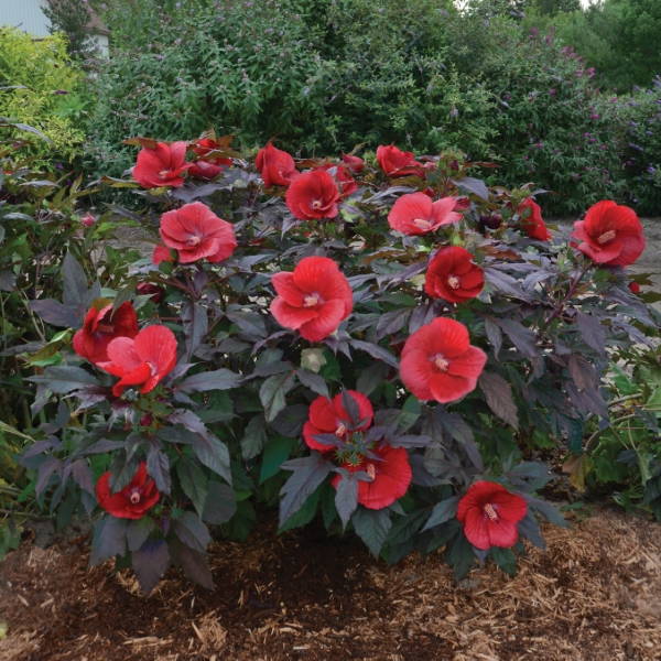 Midnight Marvel Perennial Hibiscus, Hardy Hibiscus