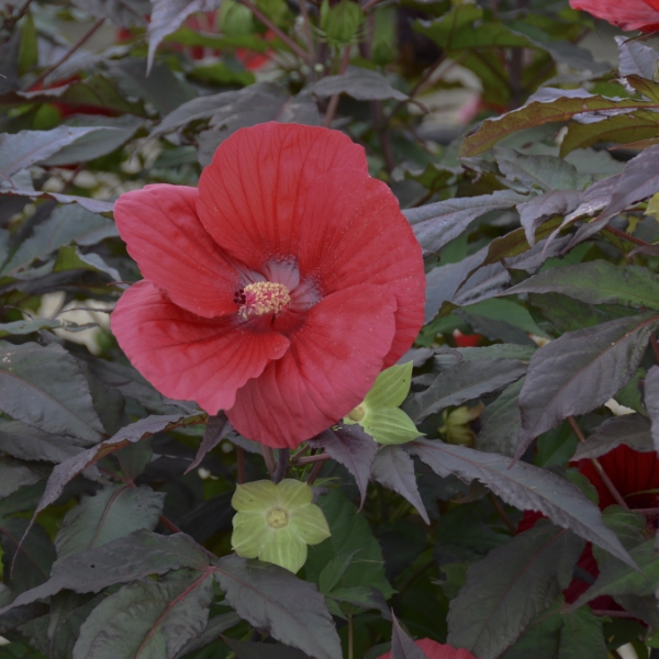 Midnight Marvel Perennial Hibiscus, Hardy Hibiscus