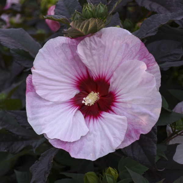 SUMMERIFIC® Perfect Storm Perennial Hibiscus, Hardy Hibiscus
