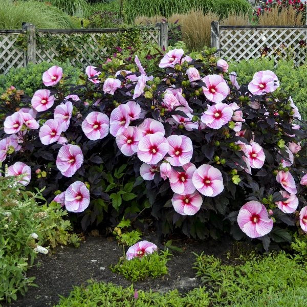 Starry Starry Night Perennial Hibiscus, Hardy Hibiscus