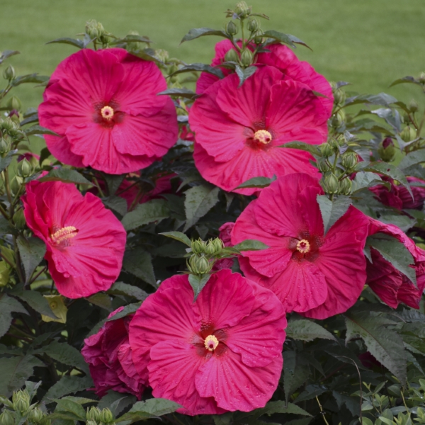 Summer In Paradise Perennial Hibiscus, Hardy Hibiscus
