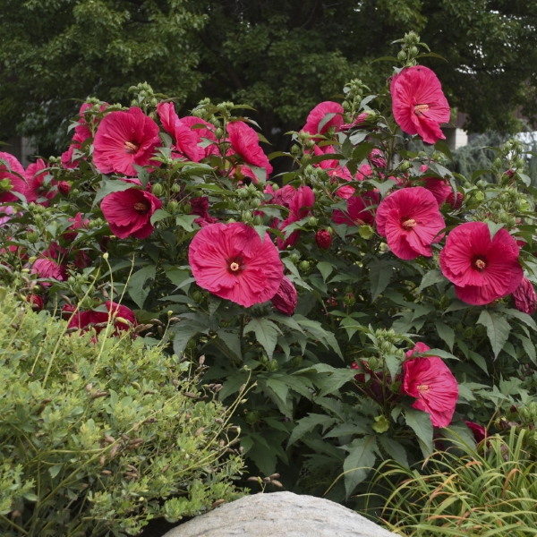 Summer In Paradise Perennial Hibiscus, Hardy Hibiscus