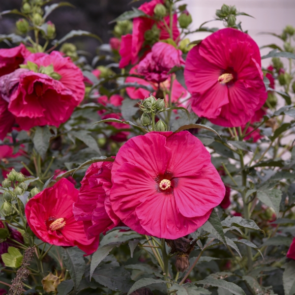 Summer In Paradise Perennial Hibiscus, Hardy Hibiscus