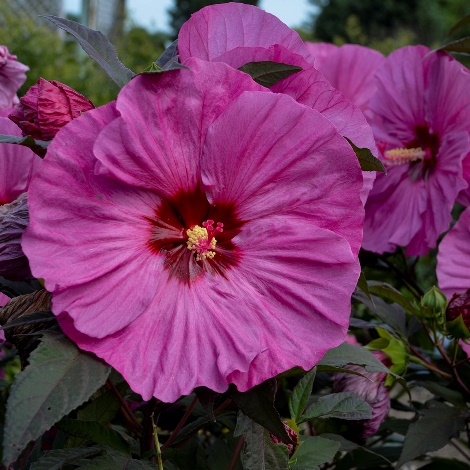 SUMMERIFIC® Berry Awesome Perennial Hibiscus, Hardy Hibiscus