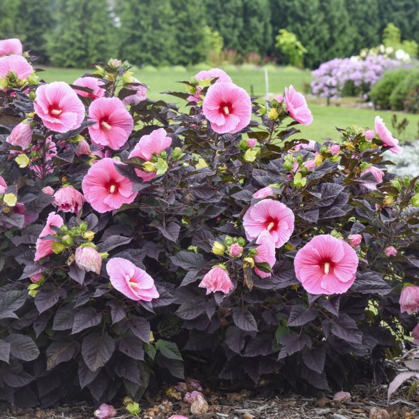 SUMMERIFIC® Edge of Night Perennial Hibiscus, Hardy Hibiscus - Purple ...