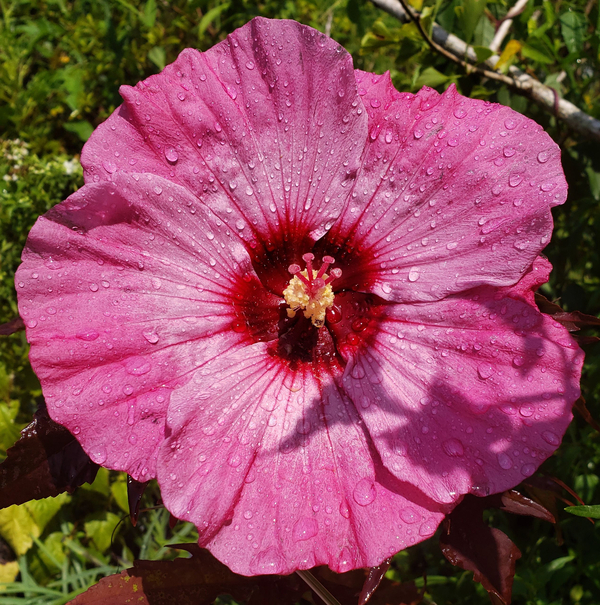 Inner Glow Perennial Hibiscus, Hardy Hibiscus