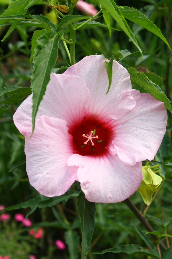 Lady Baltimore Perennial Hibiscus, Hardy Hibiscus