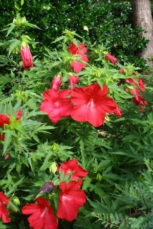 Lord Baltimore Perennial or Hardy Hibiscus
