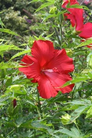 Lord Baltimore Perennial Hibiscus, Hardy Hibiscus
