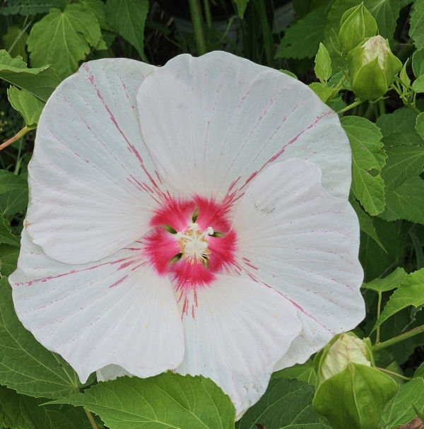 Peppermint Flare Perennial Hibiscus, Hardy Hibiscus