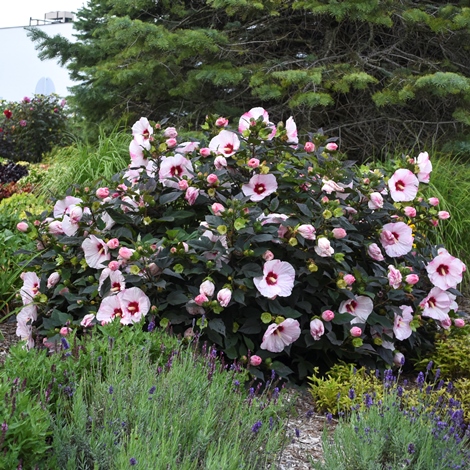 SUMMERIFIC® Perfect Storm Perennial Hibiscus, Hardy Hibiscus