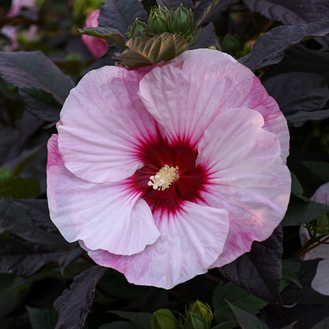 SUMMERIFIC® Perfect Storm Perennial Hibiscus, Hardy Hibiscus