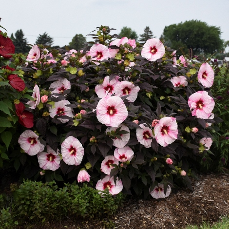 SUMMERIFIC® Perfect Storm Perennial Hibiscus, Hardy Hibiscus