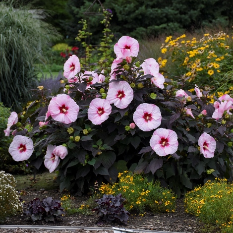 SUMMERIFIC® Perfect Storm Perennial Hibiscus, Hardy Hibiscus - Purple ...