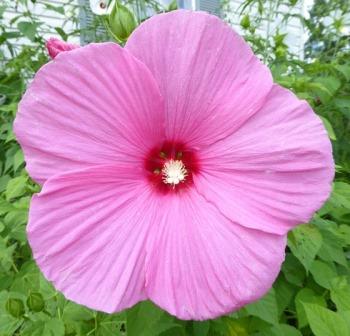 Pink Flare Perennial Hibiscus, Hardy Hibiscus