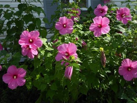 Pink Flare Perennial Hibiscus, Hardy Hibiscus