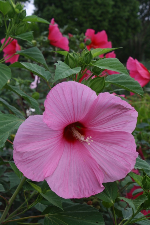 Pink Flare Perennial Hibiscus, Hardy Hibiscus