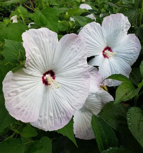 Splash Pinot Grigio Perennial Hibiscus Hardy Hibiscus 2 3 H Perennials Almost Eden,Cooking Chestnuts On A Fire