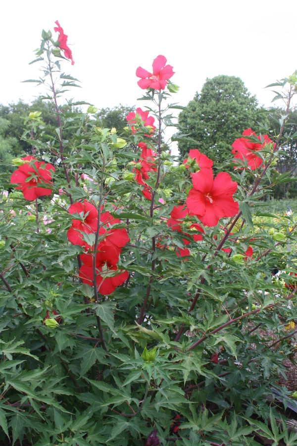 Red Flare Perennial Hibiscus, Hardy Hibiscus