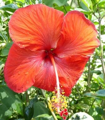 Single Red Tropical Hibiscus, Chinese 
