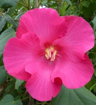 Terri's Pink Rose Mallow, Red Confederate Rose, Everblooming Confederate Rose