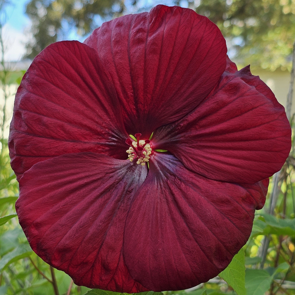 Vintage Wine Perennial Hibiscus, Hardy Hibiscus