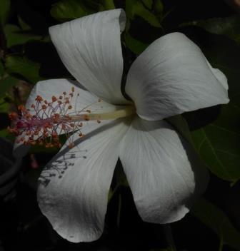 White Hawaiian Hibiscus, Fragrant Hawaiian Hibiscus