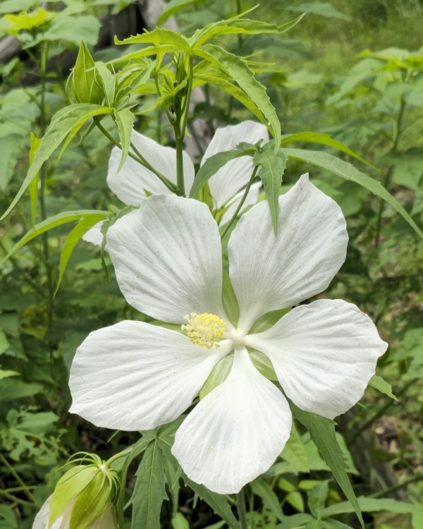 White Texas Star, Lone Star Perennial Hibiscus, White Swamp Hibiscus, Swamp Hibiscus