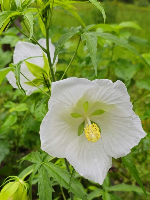 White Texas Star, Lone Star Perennial Hibiscus, White Swamp Hibiscus, Swamp Hibiscus