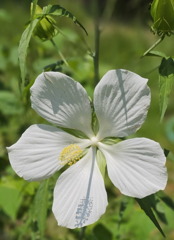 White Texas Star, Lone Star Perennial Hibiscus, White Swamp Hibiscus, Swamp Hibiscus