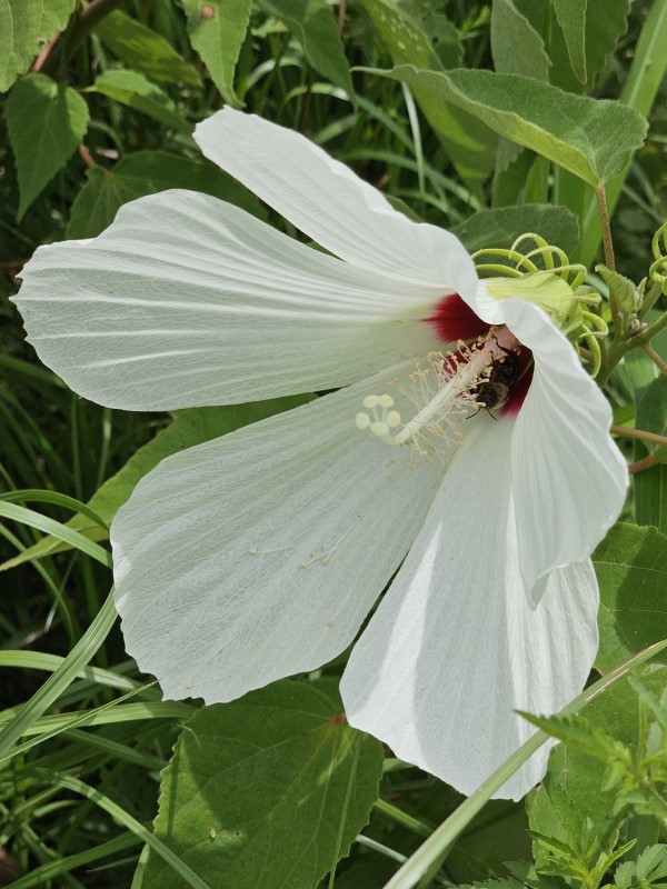 Crimson-Eyed Rosemallow, Swamp Mallow