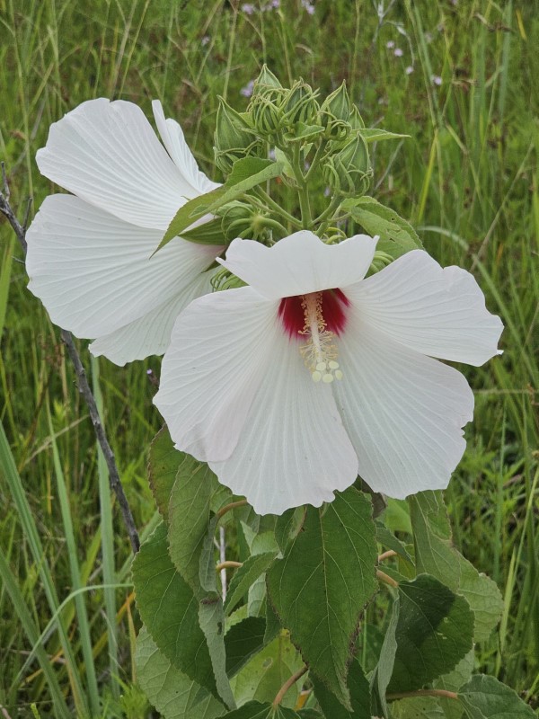 Crimson-Eyed Rosemallow, Swamp Mallow