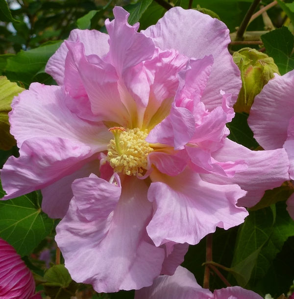 Double Pink Confederate Rose, Cotton Rose Mallow