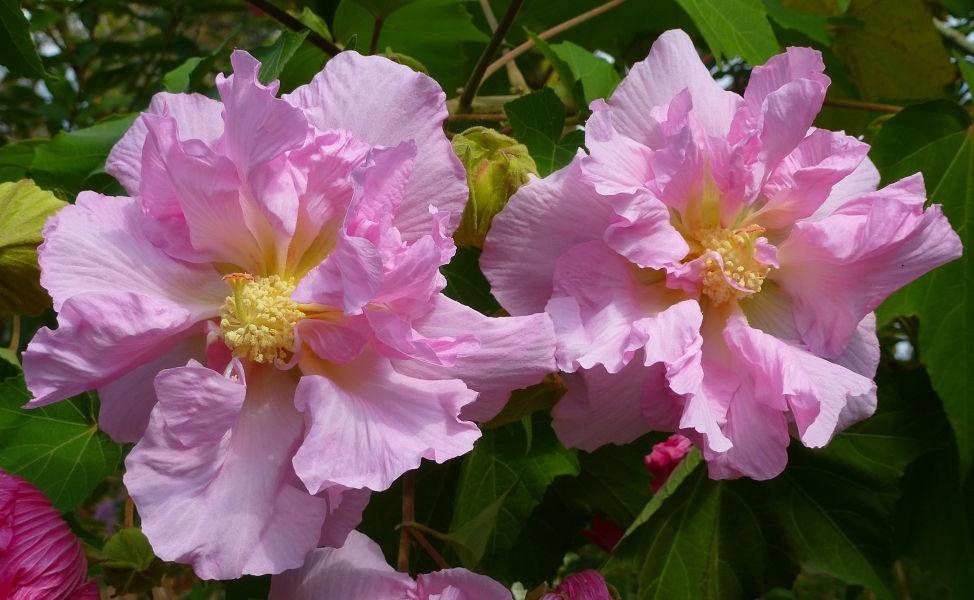 Double Pink Confederate Rose, Cotton Rose Mallow