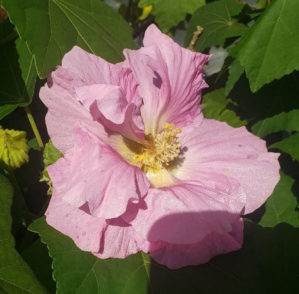 Tickled Pink Confederate Rose Hibiscus