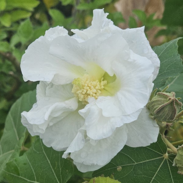 Double White Confederate Rose, Cotton Rose Mallow