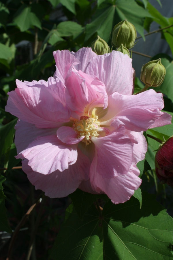 Double Pink Confederate Rose, Cotton Rose Mallow