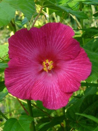 Terri's Pink Rose Mallow, Red Confederate Rose, Everblooming Confederate Rose