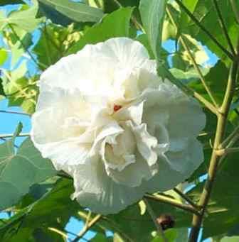 Double White Confederate Rose, Cotton Rose Mallow