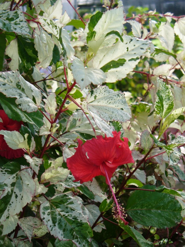 Cooper's Variegated Hibiscus, Checkered Hibiscus