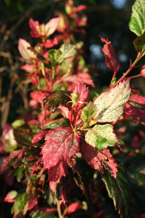 Cooper's Variegated Hibiscus, Checkered Hibiscus