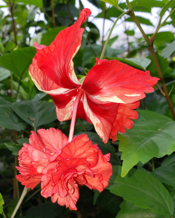 Red El Capitolio Hibiscus, El Capitolio Bloody Mary Hibiscus, Red Poodle Hibiscus